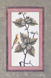 Estudo de pássaros e flores, c.1780