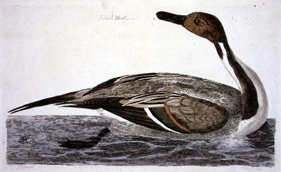 O pato Pintail Duck (Anas acuta) placa de 
