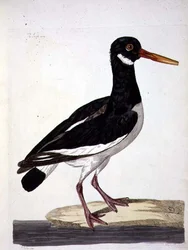 A placa "The Sea Pie or Oystercatcher" (Haematopus ostralegus) de "The British Zoology, Class II: Birds", gravada por Peter Mazell (fl.1761-97) 1766 (gravura)