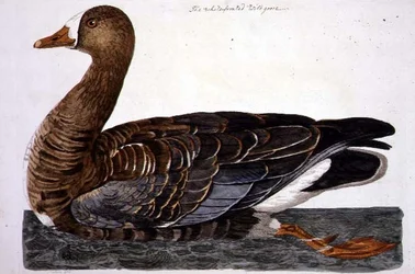 A placa "The British Zoology, Class II: Birds", gravada por Peter Mazell (fl.1761-97) 1766 (gravura)