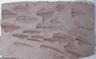Cardume