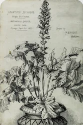 Acanthus Spinosus, Desenhos de Apresentação