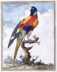 Placa VII