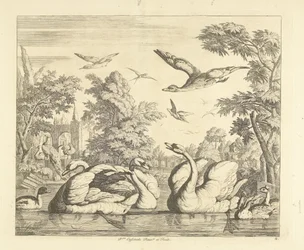 Três cisnes e outras aves perto de um lago
Várias aves (título da série)