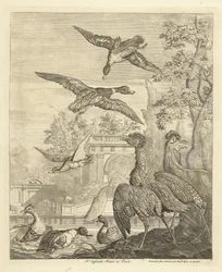 Patos e garças num tanque de pássaros
Várias aves (título da série)