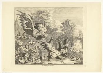 Combate de galos Várias aves (título da série)