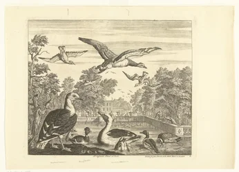 Gaivotas-de-dorso-preto e patos num lago para aves Várias aves (título da série)