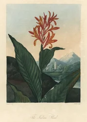 Água vermelha ou Conflore ou Toloman Forte, de The Temple of Flora, do Dr. Robert Thornton (1768-1837)