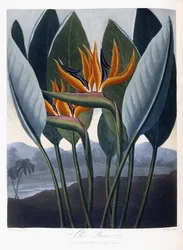 A Rainha, 1796-1807