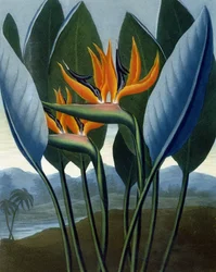 A Rainha, gravada por R. Cooper, de "The Temple of Flora", de RJ Thornton, pub. 1807