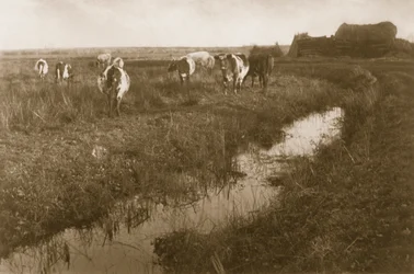 Gado no pântano, c.1886