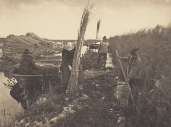 Durante a colheita de canas