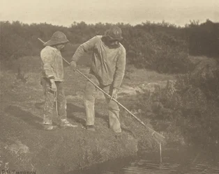 EnguiaColheita nas águas de Suffolk