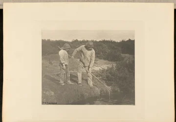 EnguiaColheita nas águas de Suffolk