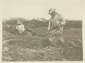Corte de Furze em um Suffolk Common