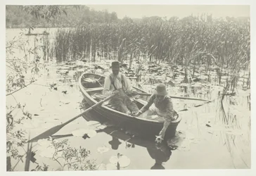 Colhendo Nenúfares