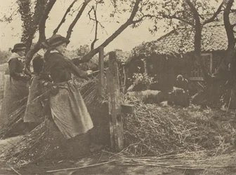 VimePeeling. [Norfolk]].
