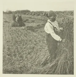 Milho Chocante (Norfolk)