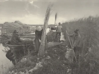 Durante a colheita de juncos