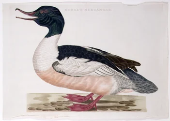 Merganser comum