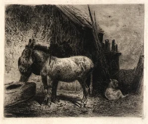 (Burros e Ovelhas)