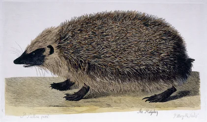 O ouriço, 1761-1766