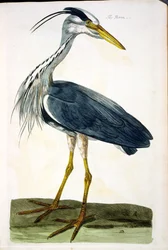 O Heron (Ardea cinerea) placa de &39;A Zoologia Britânica, classe II: aves&39;, gravada por Peter Mazell (fl.1761-97) 1766