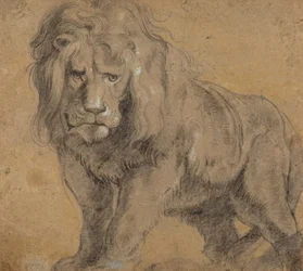 Leão, c.1612-13 (giz preto no papel)