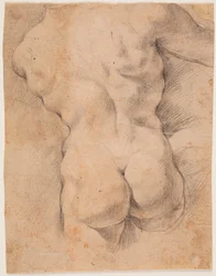 Torso masculino visto de costas