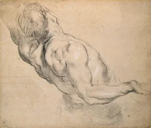 Estudo de um tronco masculino nu, 1600-1640