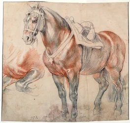"Un cheval selle" Aquarelle de Pieter Paul Rubens (1577-1640) vers 1616-1618 Vienne Bibliotheque albertina