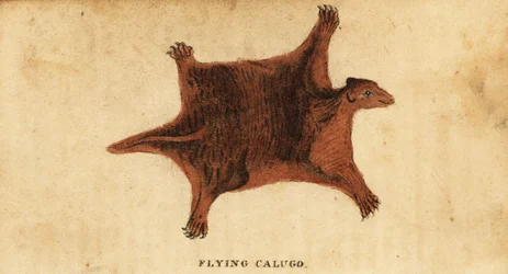 Lêmure voador filipino, Cynocephalus volans.,1800 (gravura)