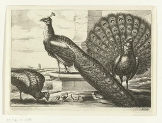 Pavões - Diversas espécies de aves (título da série)