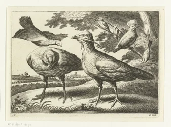 Abetardas e uma cacatua; Diversarum avium species (título da série); Diversas aves (título da série)
