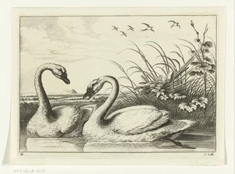 dois cisnes Espécies Diverversarum avium (título da série) Pássaros diferentes (título da série)
