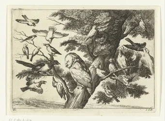 Pássaros numa árvore
Diversarum avium species (título da série)
Várias aves (título da série)