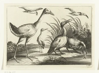 Aves aquáticas
Diversarum avium species (título da série)
Várias aves (título da série)