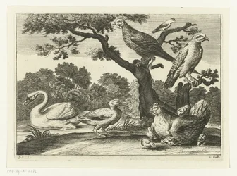 Cisne, frango com pintinhos e outros pássaros Espécies Diverversarum avium (título da série) Pássaros diferentes (título da série)