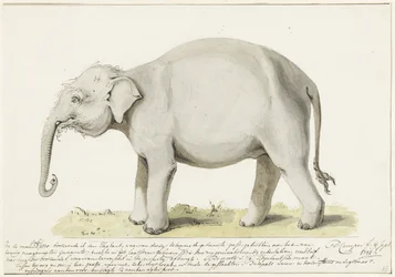 Elefante de pé, à esquerda