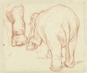 Elefante em pé, por trás, e uma perna