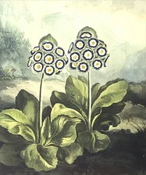 Primrose: Primula auricula, gravada por Sutherland, do "Templo da Flora" de Robert Thornton, 1807