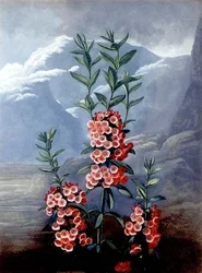 O Kalmia ou Louro da Montanha, gravado por Caldwell, do 