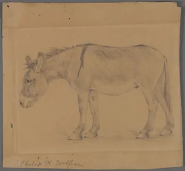 Burro (grafite no papel)