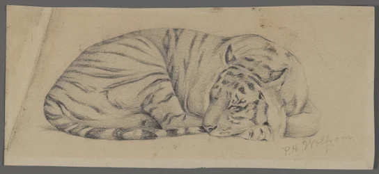 Tigre Adormecido (grafite sobre papel)