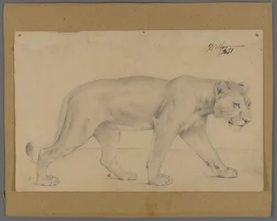 Leoa striding (grafite em papel montado em papelão)