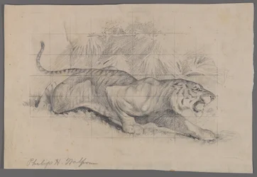 Tigre na paisagem (grafite no papel)