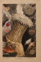 Ilustração II, estudo para &39;Actinologia Britannica: Uma História das Anémonas e Corais Britânicos&39;, c.1858-60 (grafite, wc e guache sobre papel)
