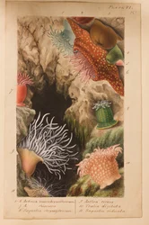 Prancha VI, estudo para «Actinologia Britannica: uma história das anémonas-do-mar e dos corais britânicos», c. 1858-60