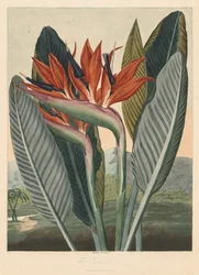 O templo da flora, ou jardim da natureza: a flor da rainha, 1812.