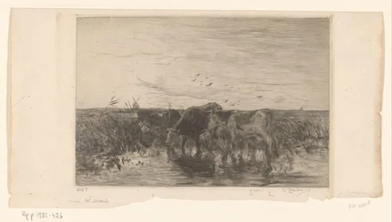 Vacas perto da água em um prado Vaches au bord de l